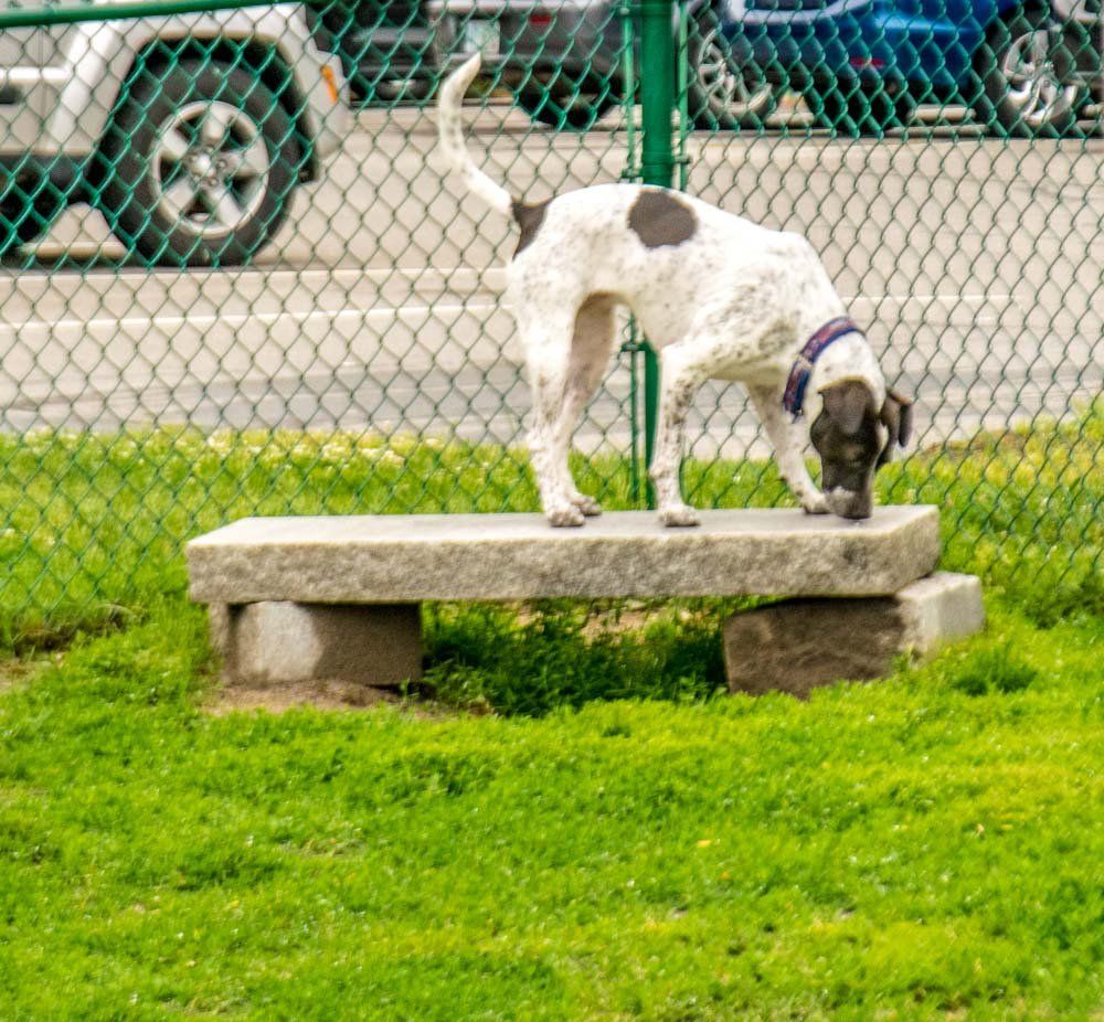 Twin Ponds Nashua Dogs