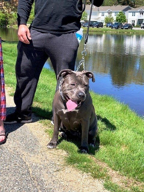 Twin Ponds Nashua Dogs