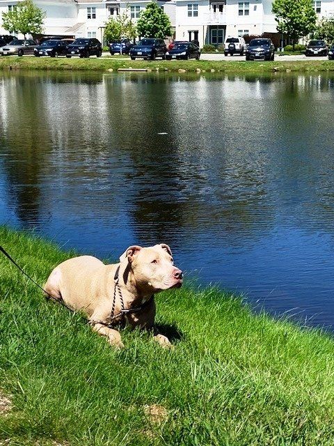 Twin Ponds Nashua Dogs