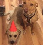 Twin Ponds Nashua Dogs