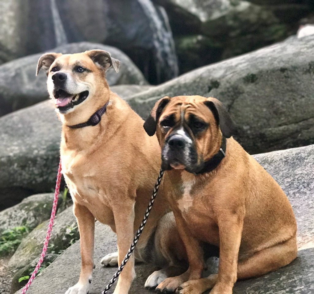 Twin Ponds Nashua Dogs