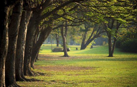 Woodland burials