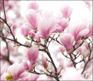 fiori eventi