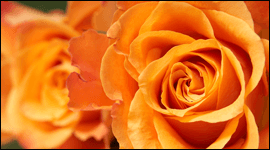 mazzo rose mazzo rose
