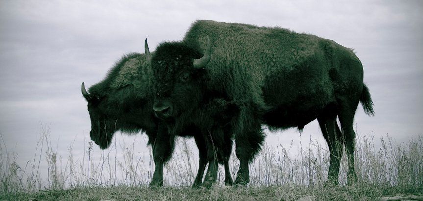 Oklahoma Free Range