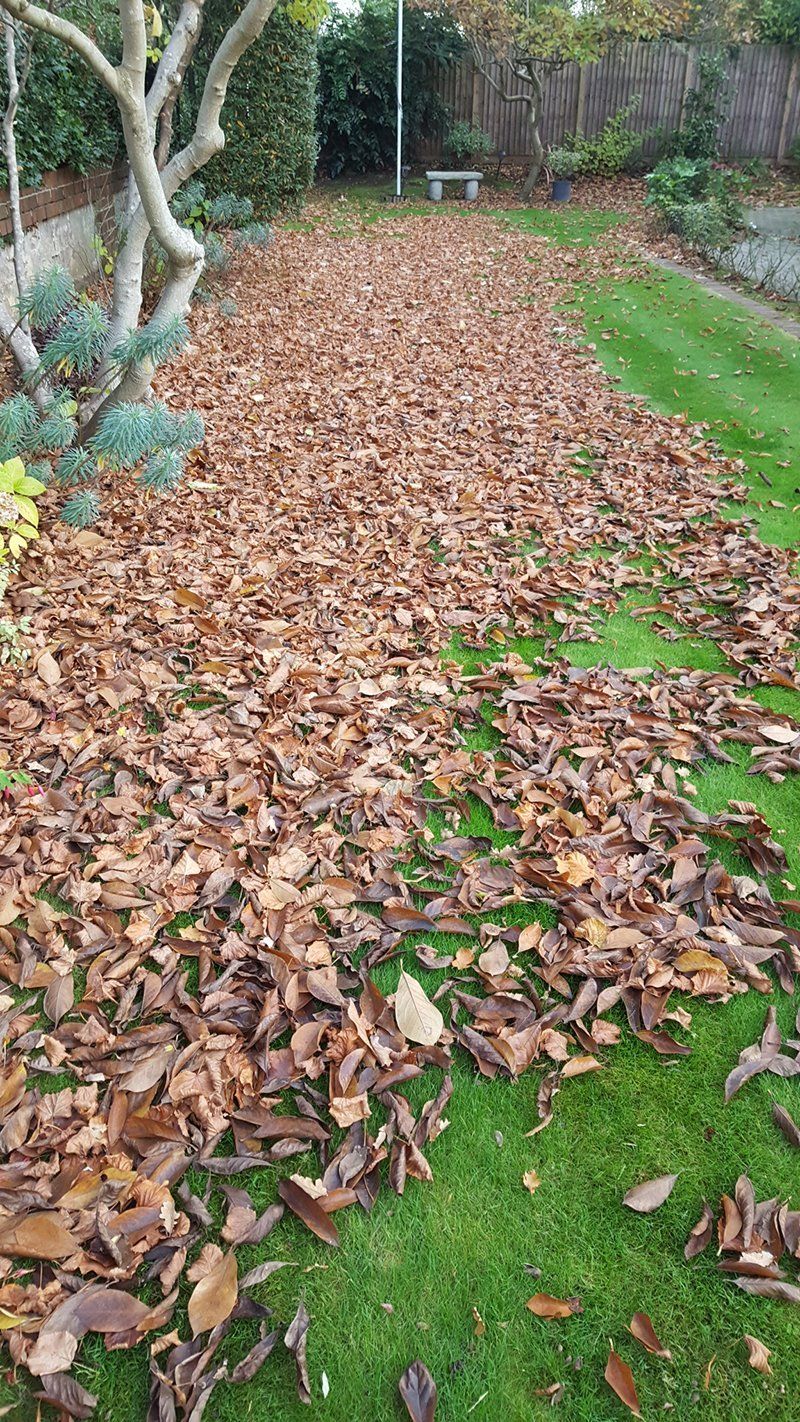 before image of garden waste
