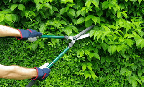shrub cutting