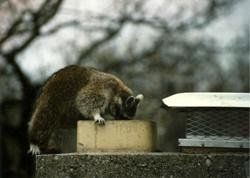 Picture of squirrel at chimney