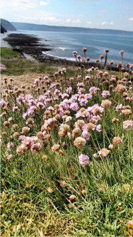 DOWN THE HILL TO CORNBROUGH CLIFFS BEACH Cornbrough cliffs beach is open and beautiful, it looks over to Clovelly and you can see Lundy. Lots of wildlife can be seen while walking this section of the coast path