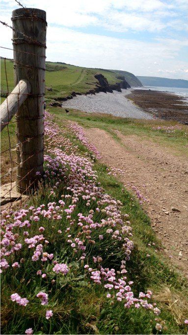 FINAL APPROACH TO THE BEACH Just go down the hill and you will find amazing rock pools at Cornbrough cliffs, looking over to Abbotsham green cliffs, peppercombe and Clovelly