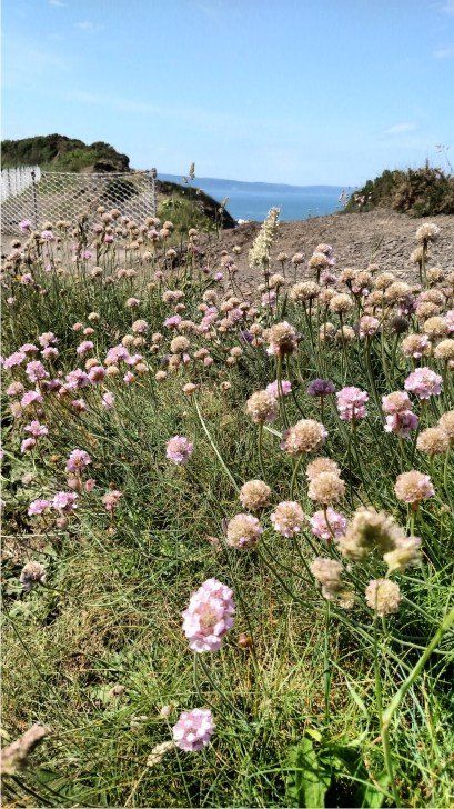 SO MUCH LIFE ON THIS WALK The walk to Cornbrough cliffs is full of wildlife and spectacular views, on a nice day you can see Lundy in the distance