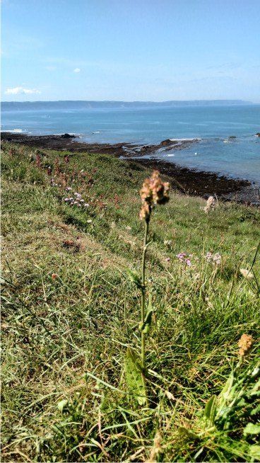 STUNNING OCEAN VIEWS SW Coast path in North Devon heading towards cornbrough and peppercombe leaving from Westward Ho!