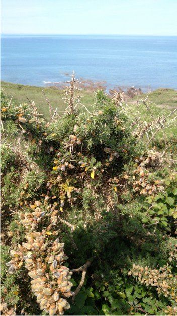 THE PATH BORDERS THE SEA GIVING STUNNING VIEWS South West Coast Path in North Devon that goes through Westward Ho! on the way to cornbrough cliffs, peppercombe, bucks mills and clovelly