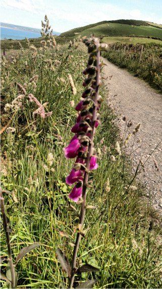 LOTS OF WILD FLOWERS ALONG THE PATH Connect to nature when you do this walk along the SW coast path from Westward Ho! It's beautiful