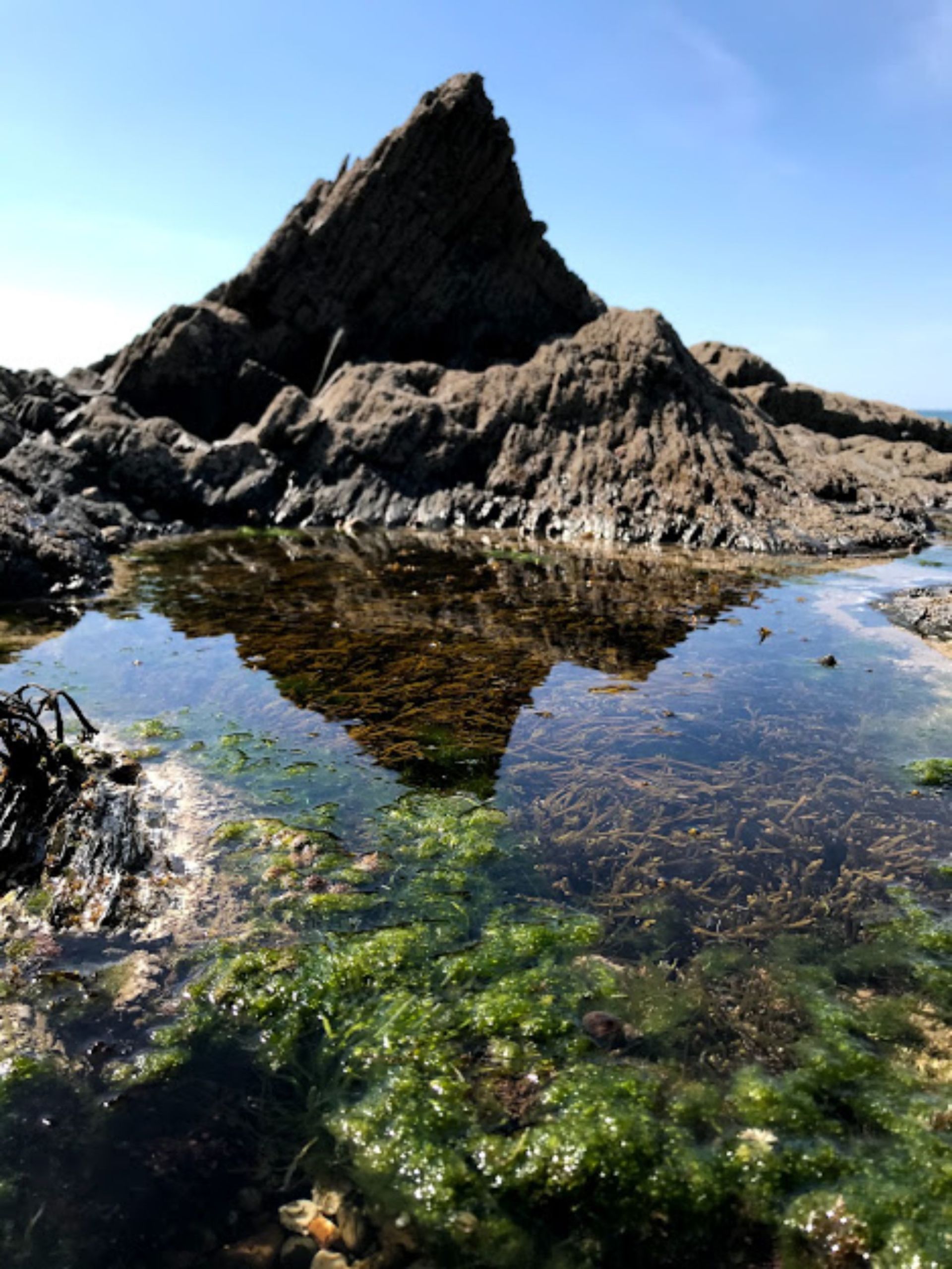 The rock pools around Westward Ho! are beautiful and full of life especially Mermaids pool as it is huge