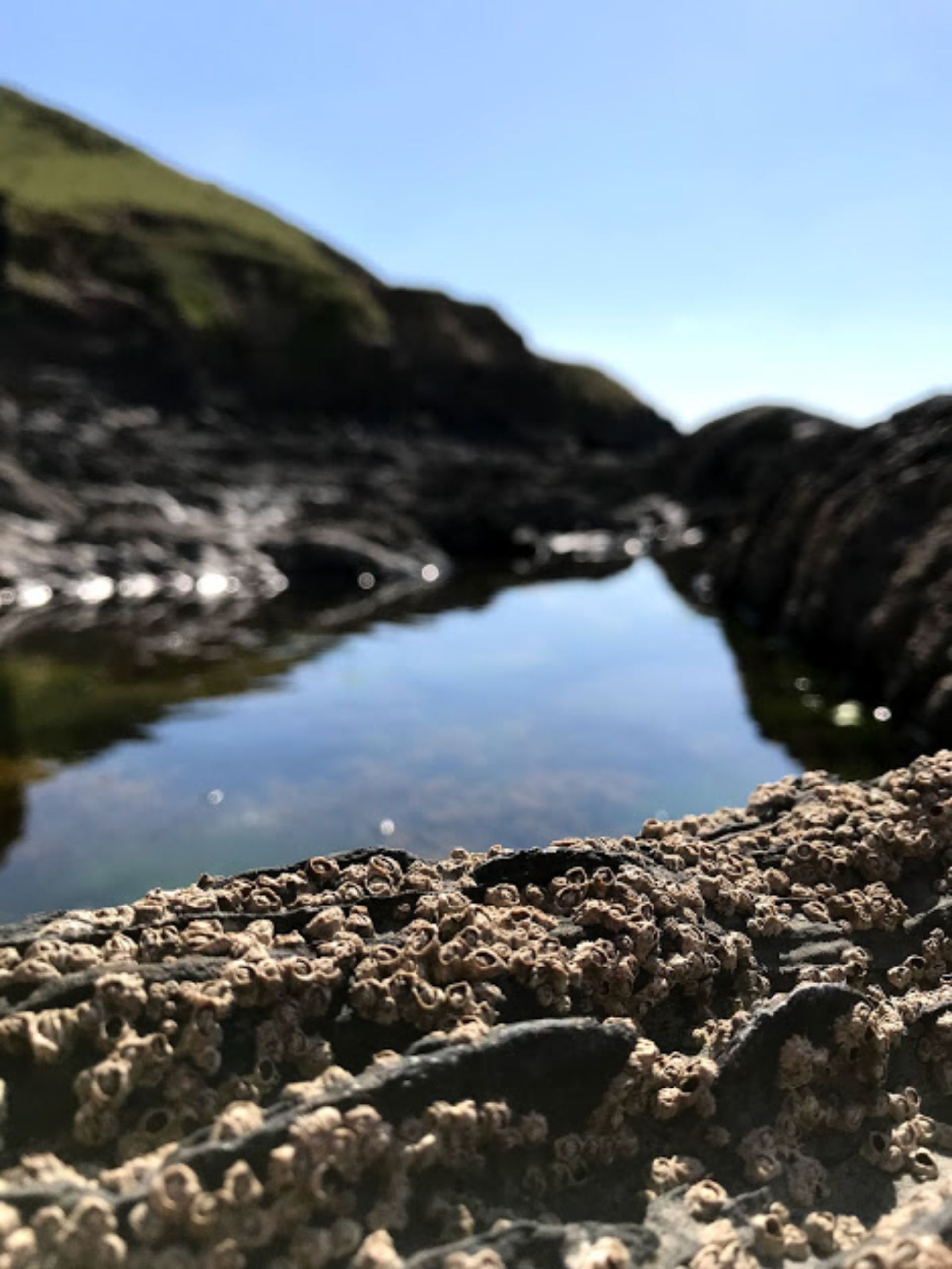 Barnacles around the rock pools in Westward Ho! Devon on a beautiful sunny day