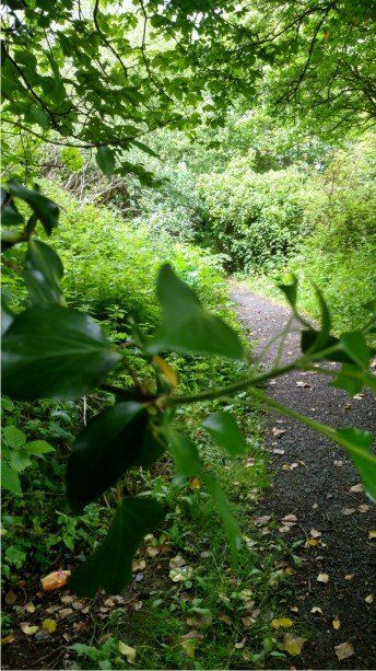 The paths here are overgrown giving the feeling of walking through corridors, lots of birds make this area their home in Devon