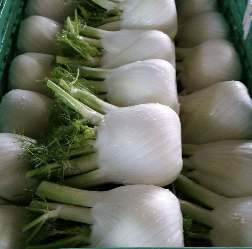 File di bulbi di finocchio freschi con le foglie verdi impilati in una cassa per prodotti ortofrutticoli.