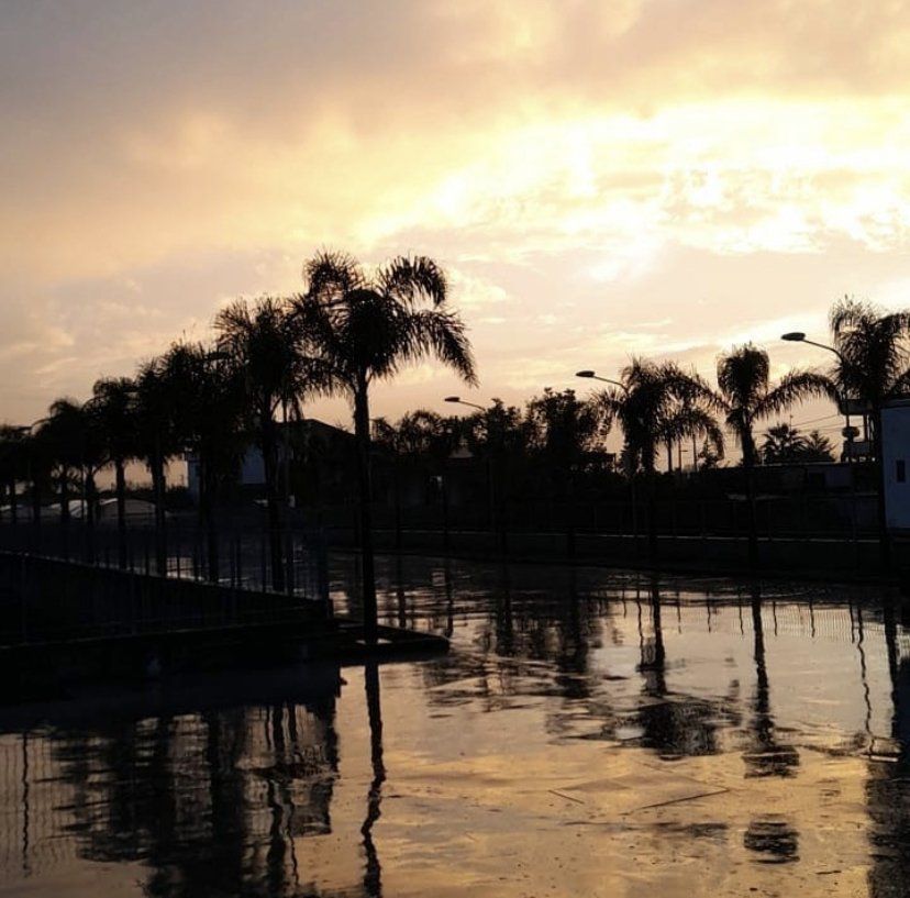 Le palme si stagliano al tramonto su un lungomare calmo e riflettente.
