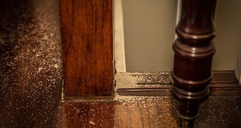 Ants — Dusts Caused by Termites in Lexington, SC Ants — Dusts Caused by Termites in Lexington, SC