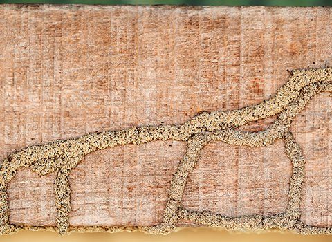 Newberry — Damage on Wood Caused by Termites in Lexington, SC