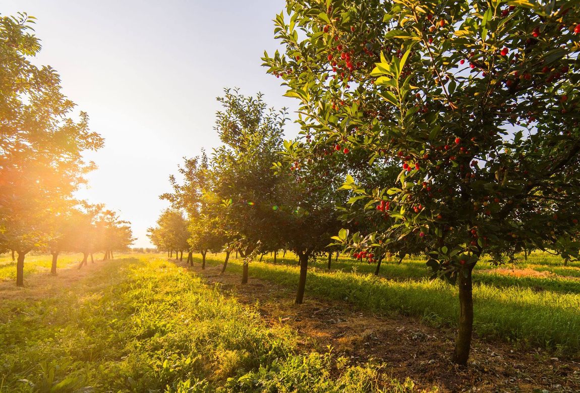 Alberi da frutto