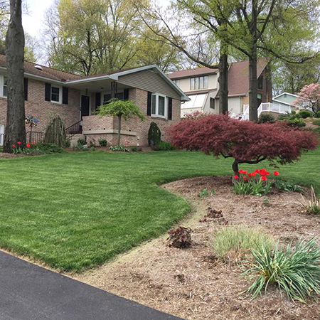 Man Throws Out A Weed — Bird in Hand, PA — Operation Green Law Weed Control— Bird in Hand, PA — Operation Green Law