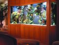 Aquarium Installations