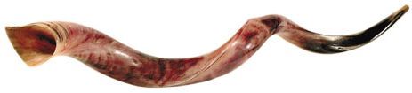 Shofar, a ram's horn, used in Jewish religious observances. It's light brown with dark brown markings.