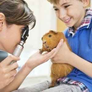 Pet neutering
