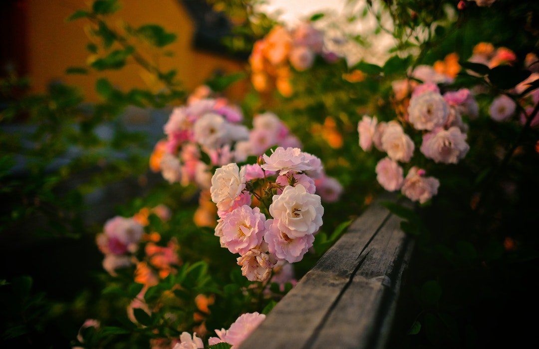 fiori freschi per funerale