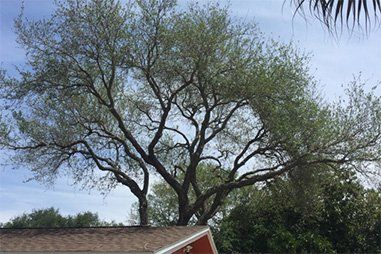 After Tree Service - Tree Trimming, Removal and Stump Grinding in St. Petersburg, Florida After Tree Service - Tree Trimming, Removal and Stump Grinding in St. Petersburg, Florida