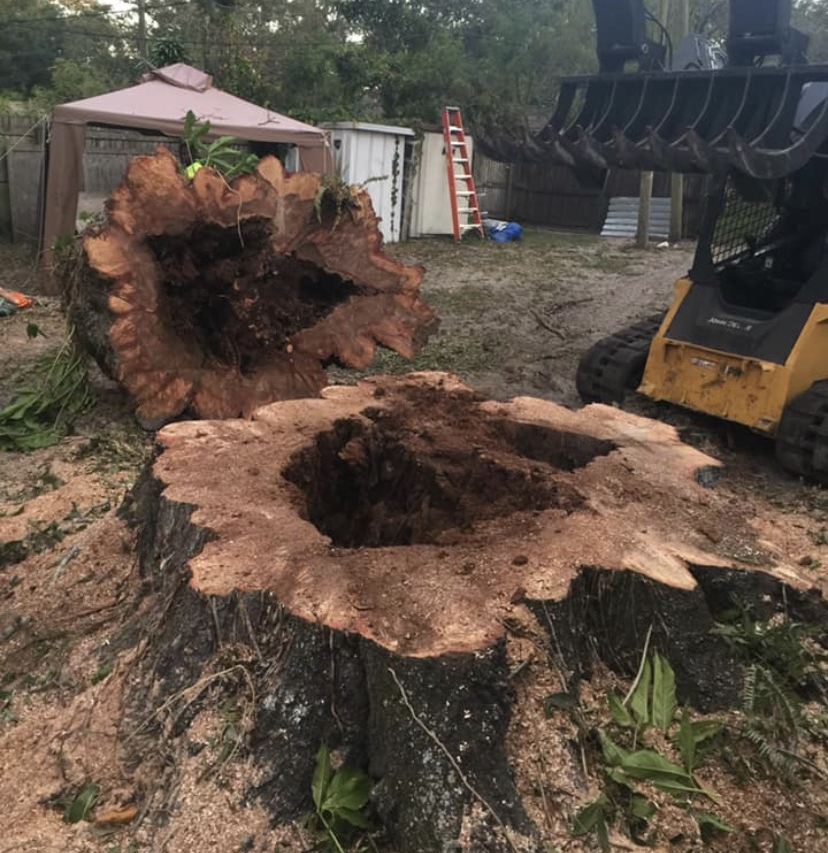 Large tree stump with hollow center and fallen portion; skid steer loader nearby. Outdoors.