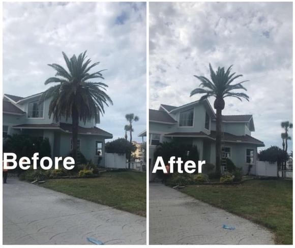 Palm tree before and after trimming; two-story house, driveway, and cloudy sky.
