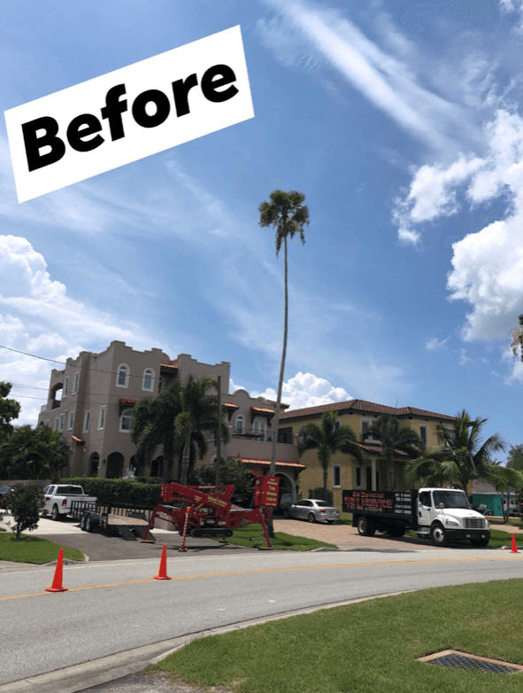 Palm tree being trimmed in front of two houses, under blue sky with clouds.