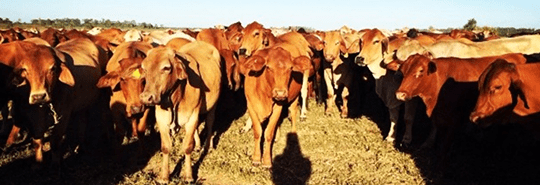 Rural service - Accounting Solutions CQ