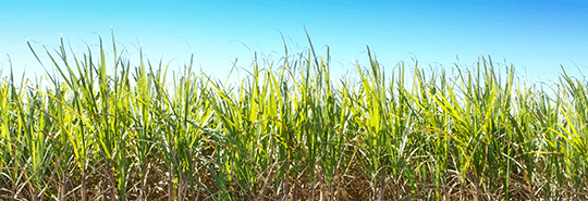 Grass - Accounting Solutions CQ Grass - Accounting Solutions CQ
