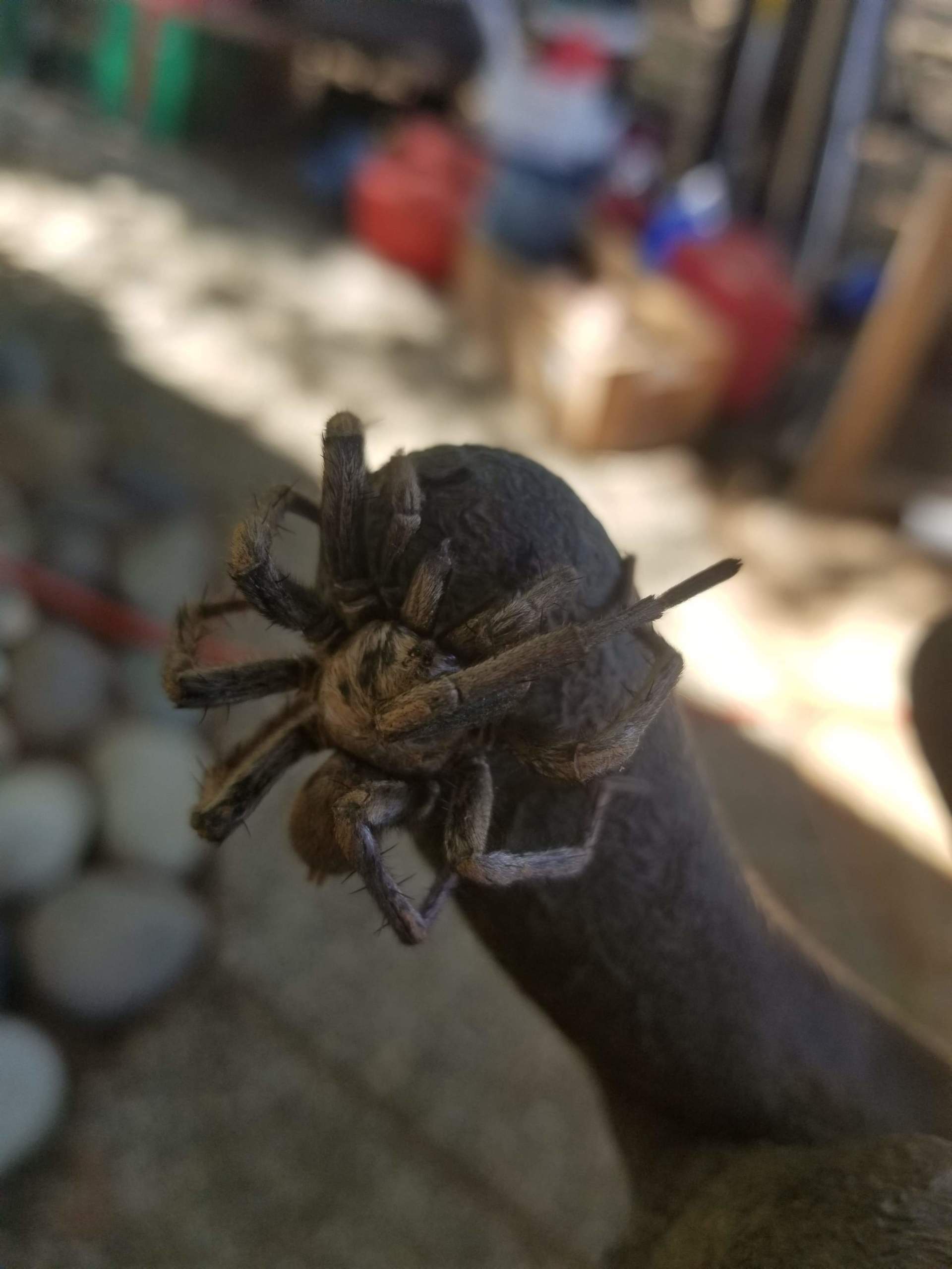 Healthy Dog | Shingle Springs, CA | 49er Termite & Pest Control Healthy Dog | Shingle Springs, CA | 49er Termite & Pest Control
