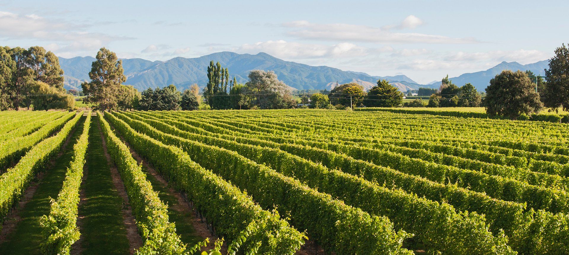 Montgomery's Vineyard Homestay Accommodation in Blenheim, Marlborough, New Zealand