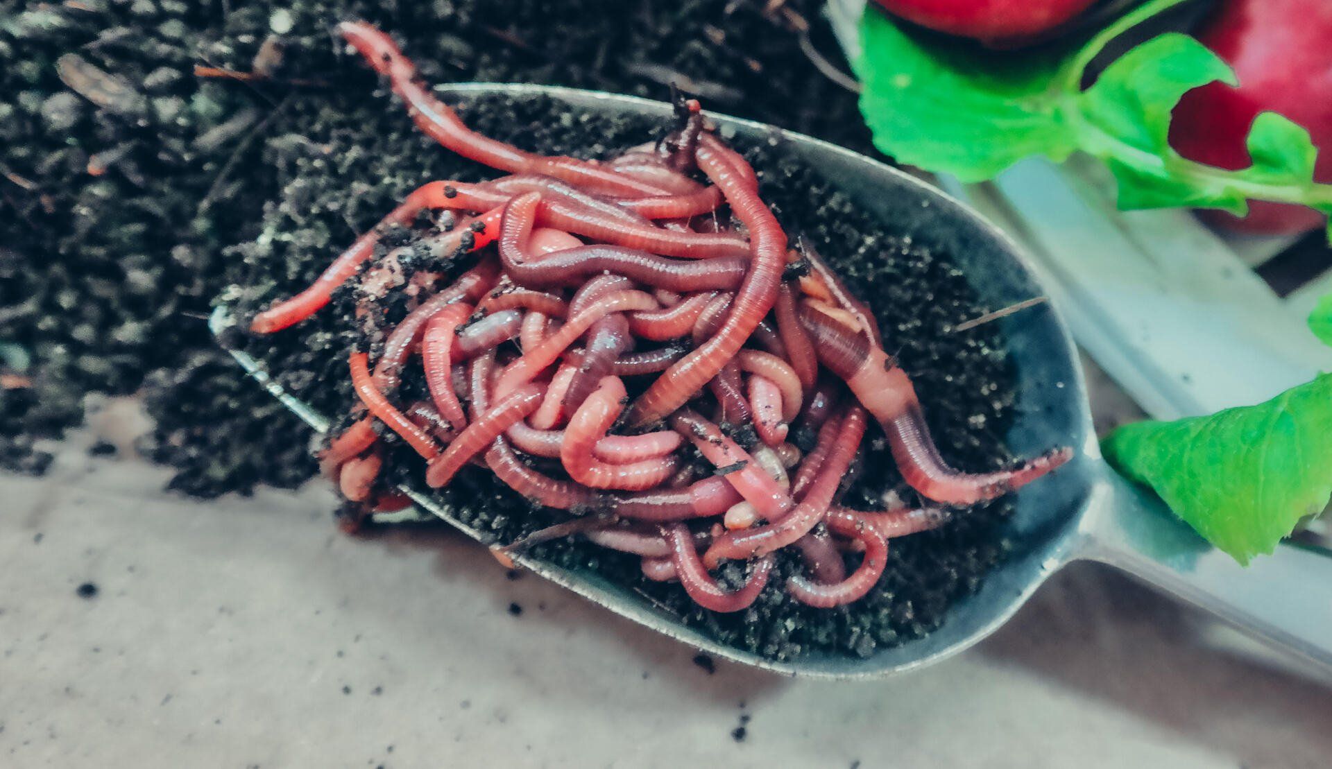 a silver spoon filled with red worms on top of a pile of dirt