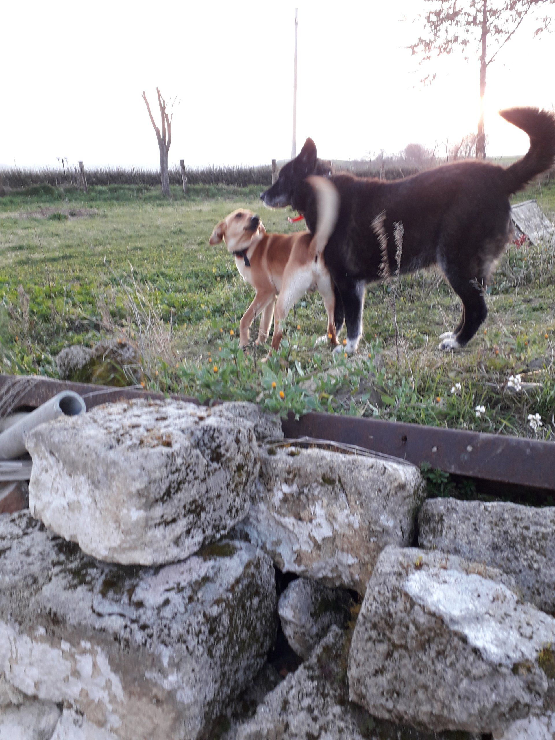 Pet friendly Cerignola Puglia