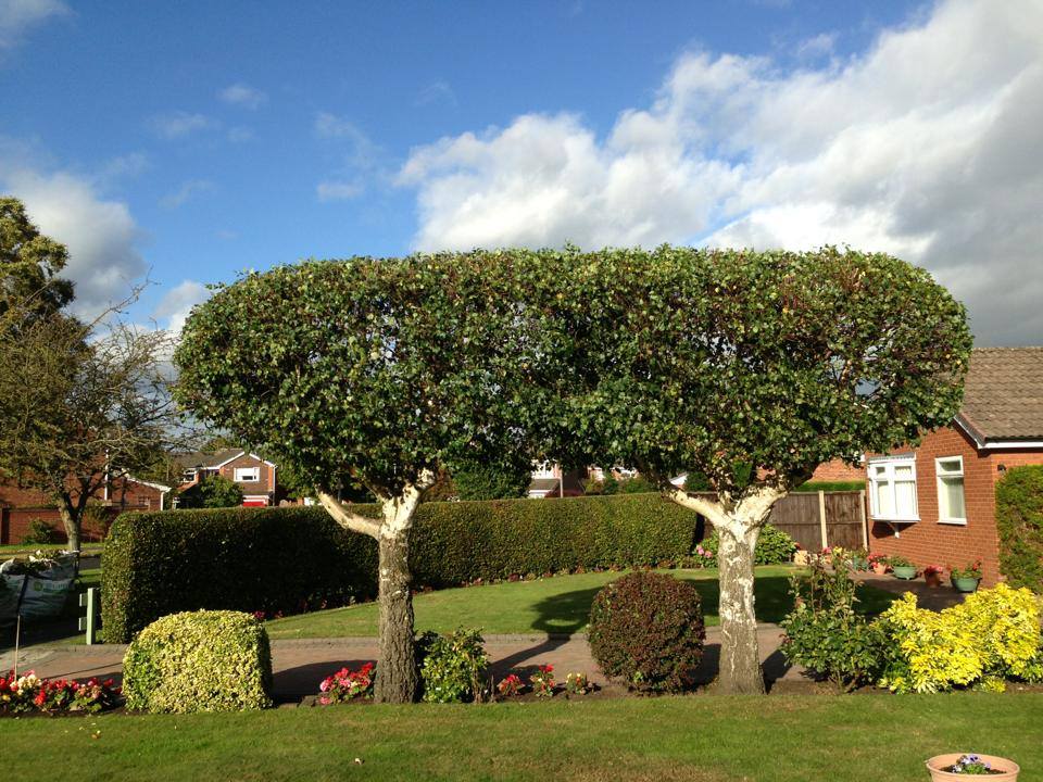 hedge cutting
