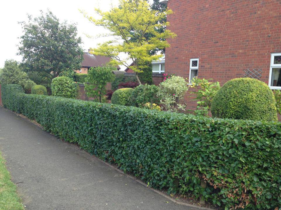 shrubs trimmed