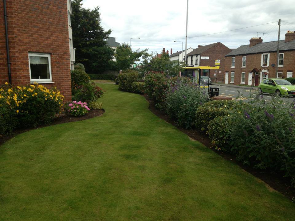 shrubs and lawn