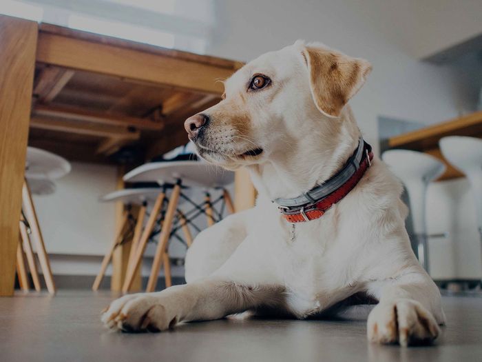 A white dog with a red collar is laying on the floor in a room.