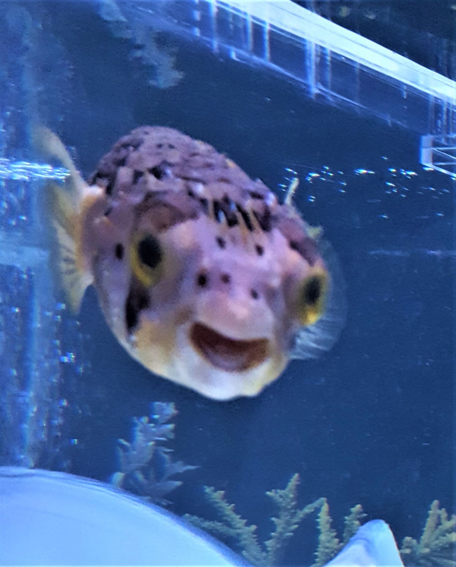 Happy Fish — Carlsbad, CA — Aquaman Aquarium Services