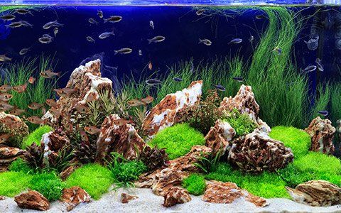Freshwater Aquarium | Carlsbad, CA | Aquaman Aquarium Services