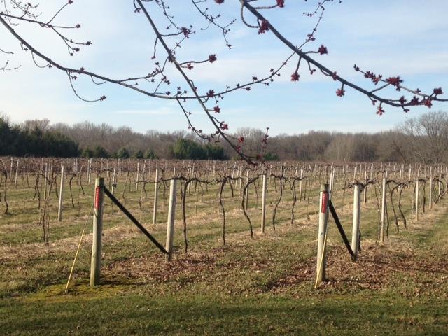 Vineyard in the Spring Vineyard in the Spring with winter pruning complete, now the season begins
