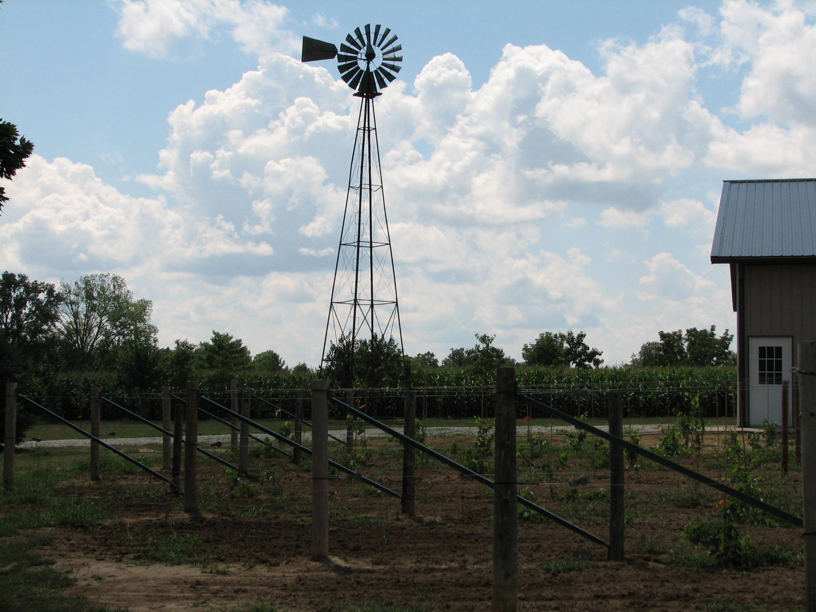 Our windmill towering over the vineyard
