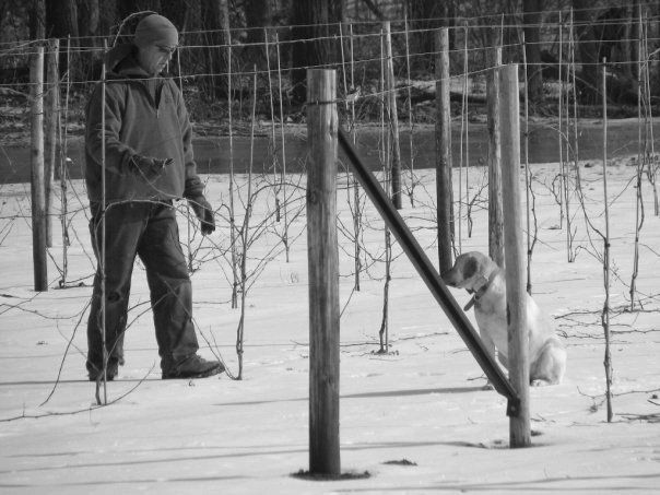 Winter pruning with Bailey's help.